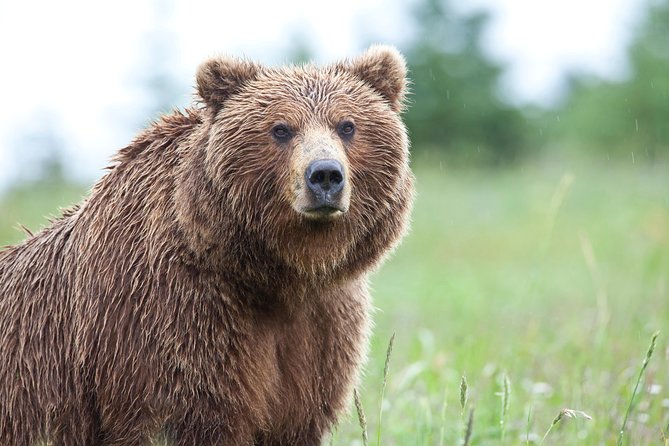 Ultimate Alaskan Adventure: Ocean Wildlife to Interior Wilderness 9 Day/8 Nights - Included Amenities