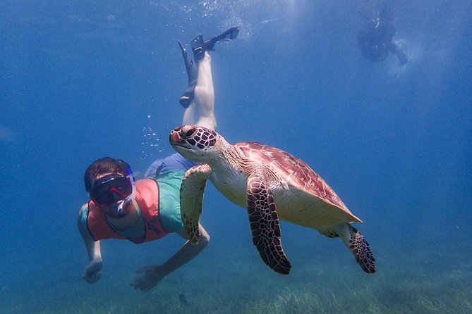 Under the Sea Snorkeling(Stingray/Kayak/ Power Snorkel Available) - Transportation and Pickup Details