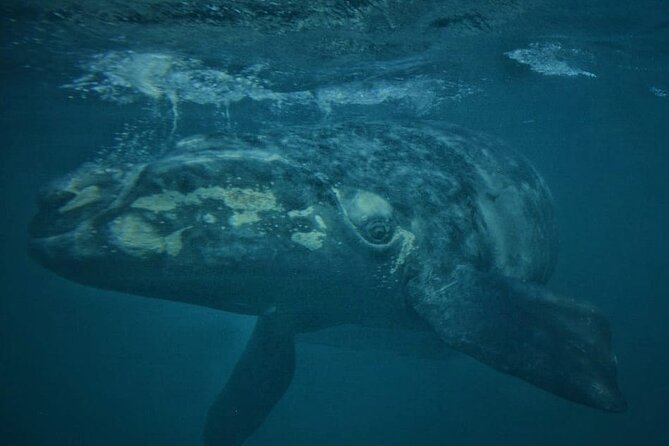 Underwater Whale Watching in Puerto Piramides - Viewing Perspectives and Decks