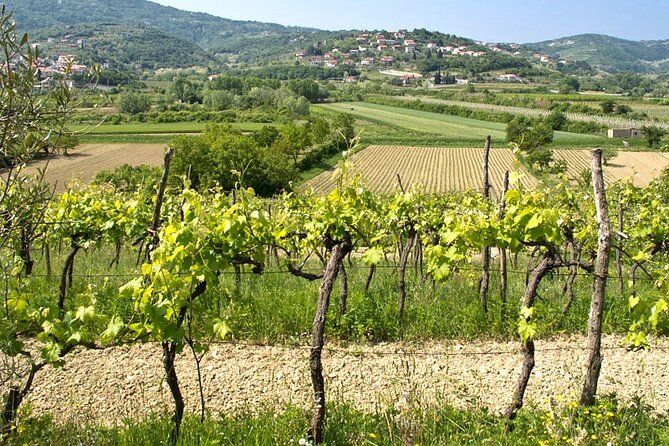Vespa Wine Tour - Scenic Route Through Savrini Hills
