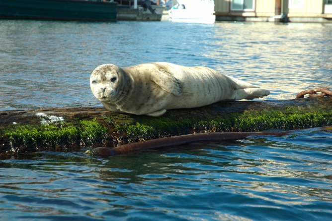 Victoria Harbour Kayak Tour - Experience Highlights