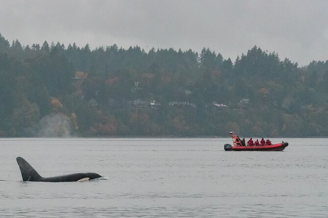 Victoria: Winter Whale Watching & Marine Wildlife Tour - Wildlife Encounter