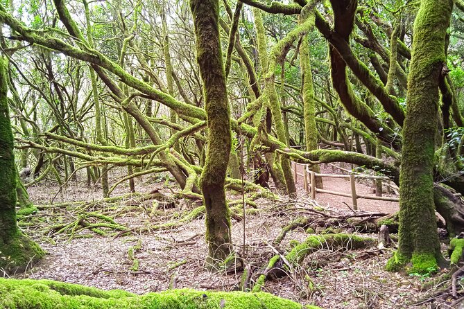VIP Experience in Magica Gomera - What to Expect on the Tour
