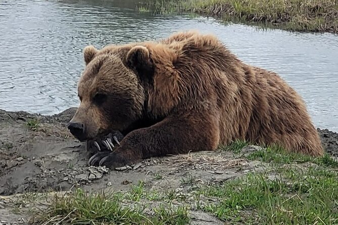 VIP Tour From Anchorage to Alaska Wildlife Conservation Center - Inclusions and Logistics