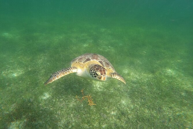 VIP Tulum & Turtles Private Tour - Inclusions