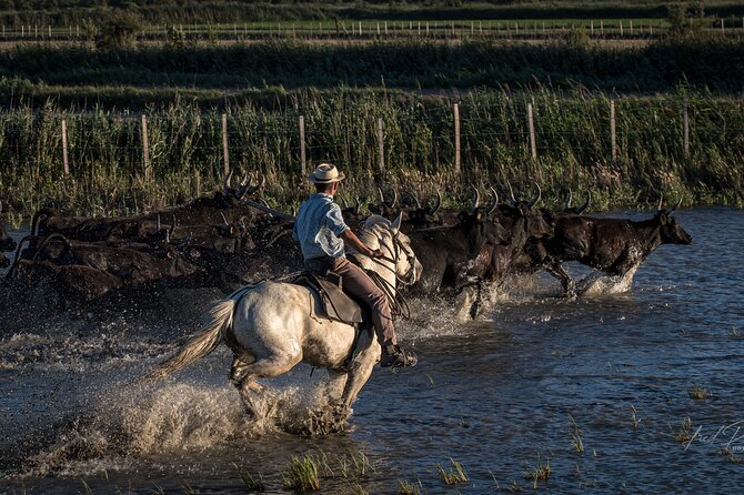 Visit and Discovery in the Heart of the Camargue - Meeting Point Details
