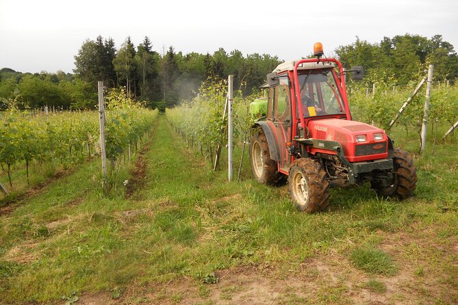 Visit and Tasting of 4 D.O.C. Wines Fontechiara - Included Experiences