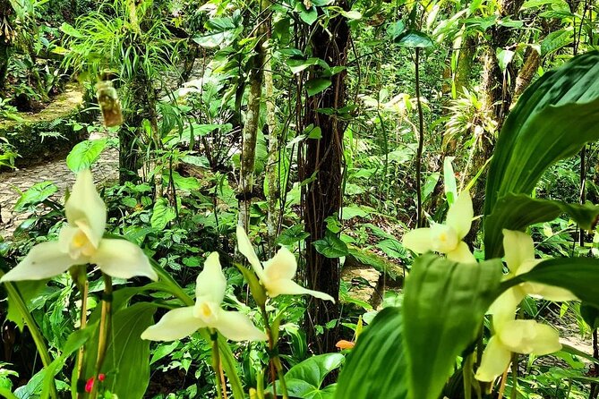 Visit The Greatest Orchid Sanctuary: Orquigonia - Half Day Tour - Certified Guide and Inclusions