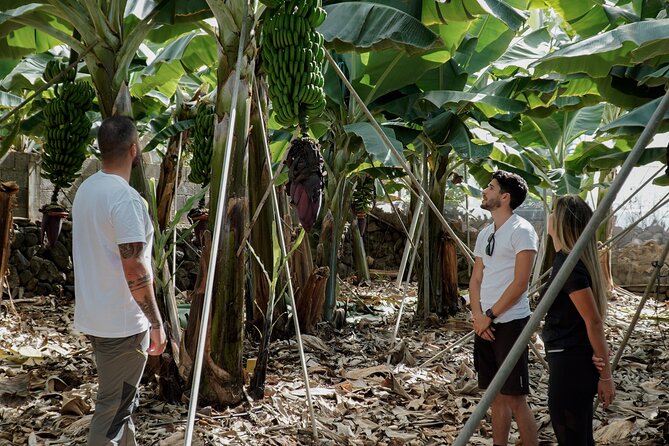 Visit to the Banana Growing Farm in Santa Cruz De Tenerife - Location and Accessibility