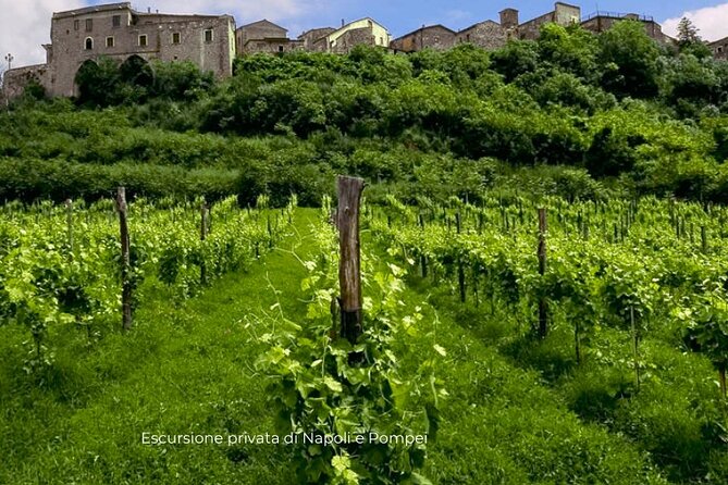 Visit to the Cellar at the Feudi Di San Gregorio Da Sorrento - Cellar Tour and Wine Tasting