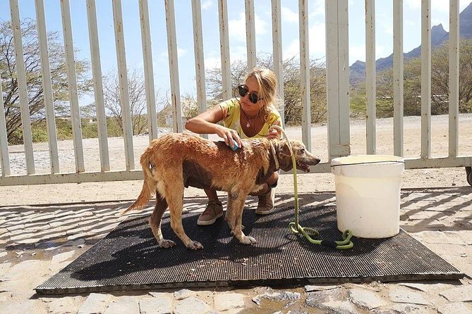 Volunteering With Animals in Sao Vicente! - Transportation and Meeting Details