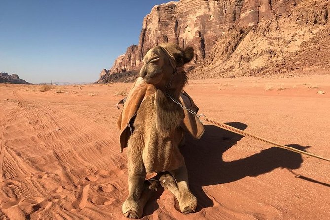 Wadi Rum Shore Excursion Aqaba Port - Pricing Details