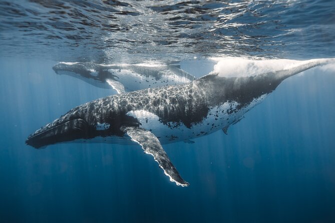 Waikiki Whale Watch & Ocean Rafting Tour (Small-group) - Included Amenities