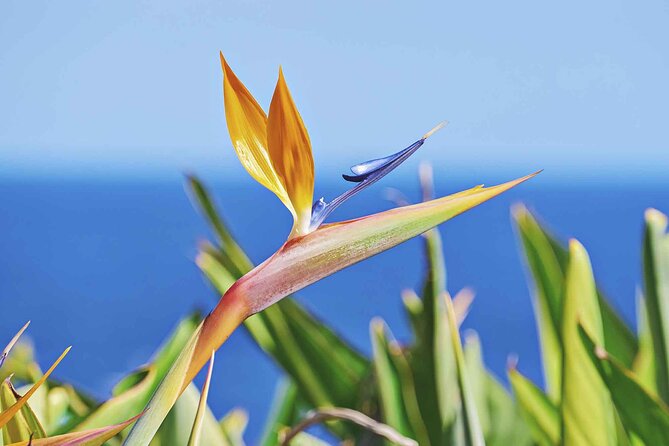 West of Madeira Private Full-Day Tour With Pickup From Funchal - Cancellation Policy