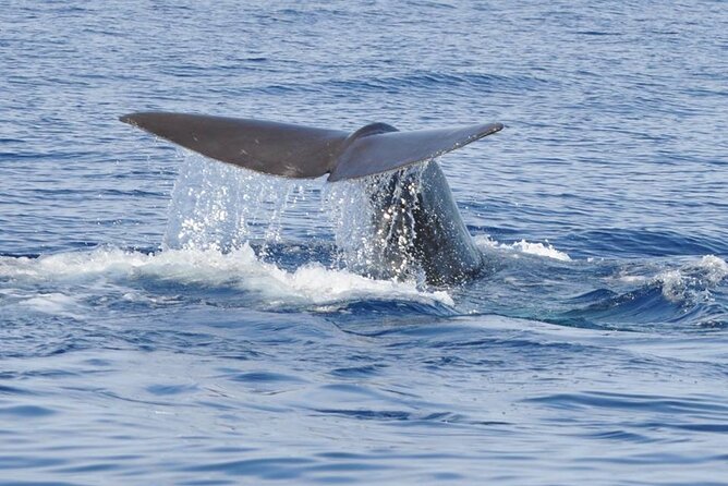 Whale and Dolphin Watching Tour on Pico Island - Meeting and Departure Point
