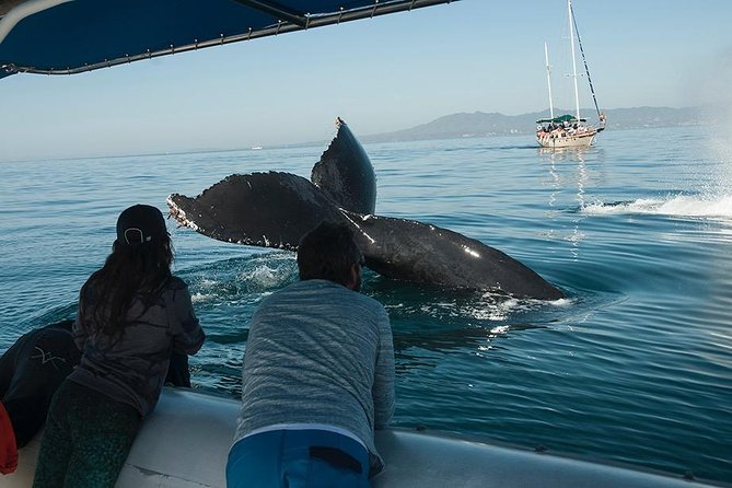 Whale and Dolphin Watching With a Biologist in Puerto Vallarta - Whats Included