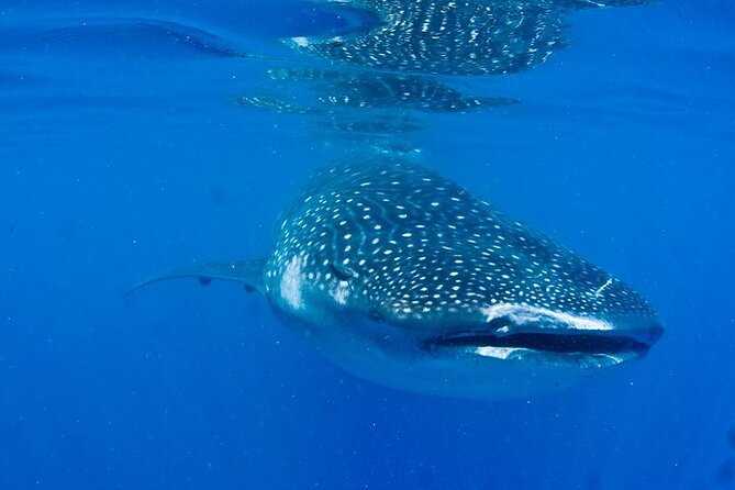 Whale Shark Experience From Playa Del Carmen - Inclusions and Exclusions