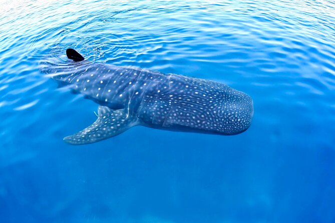 Whale Shark Experience Lifetime Memory in Cancun (Snack Included) - Meeting and Pickup Information