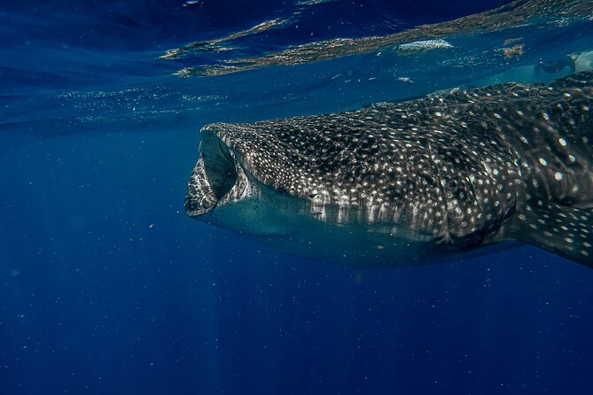 Whale Shark Snorkeling Adventure With Lunch - Pickup Information