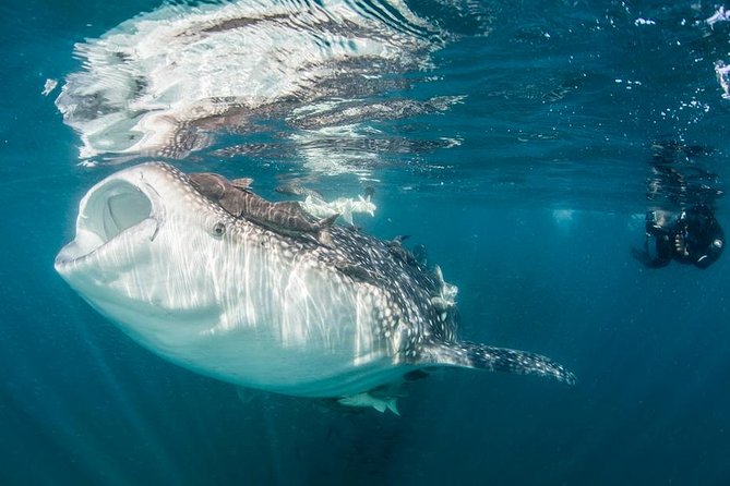 Whale-Shark Snorkeling Excursion to La Paz - Educational Adventure