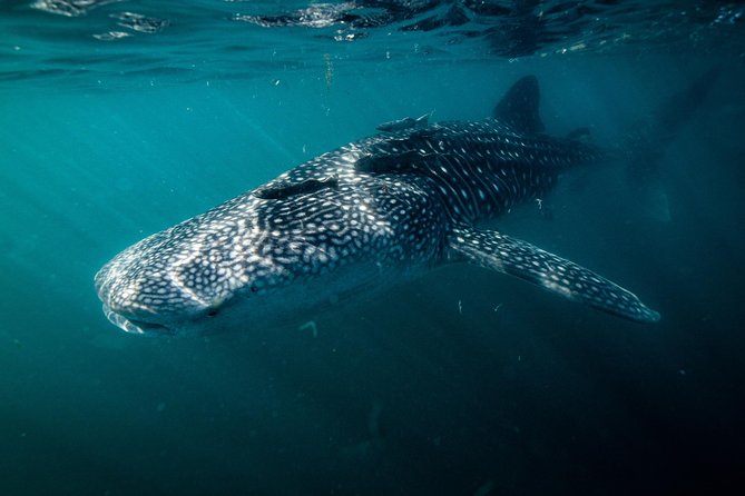 Whale Shark Snorkeling Tour in a Reduced Group With Local Marine Biologist - Inclusions