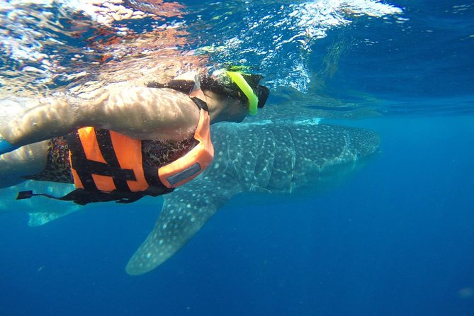 Whale Shark Tour From Cancun and Playa Del Carmen - Inclusions and Costs