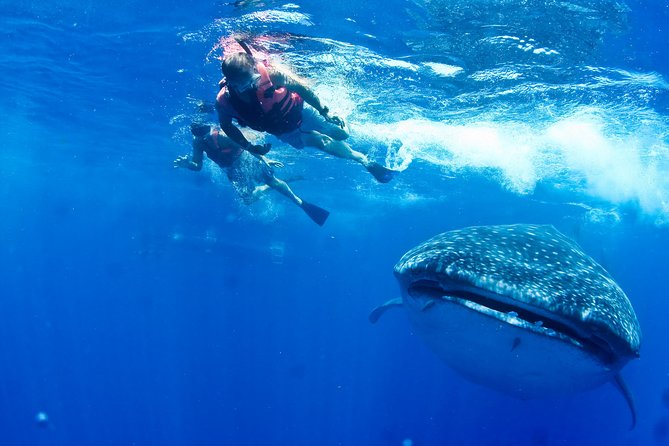 Whale Shark Tour From Cancun, Playa Del Carmen, Tulum and Riviera Maya - Pickup Information