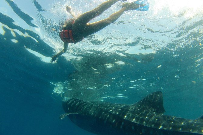 Whale Shark Tour From Holbox Island - Pickup and Schedule