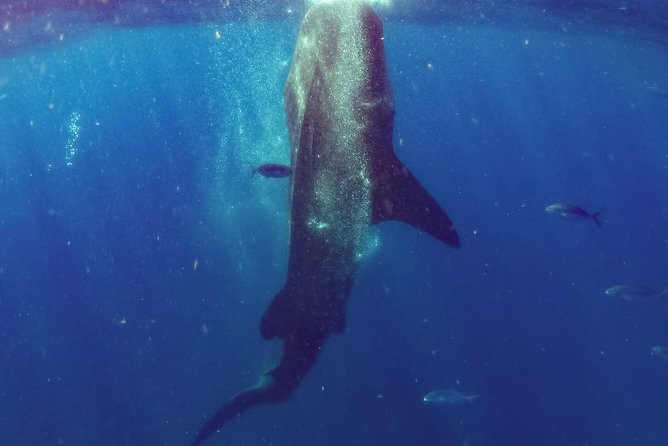 Whale Sharks Small-Group Tour in Cancun and Riviera Maya - Meeting and Pickup Information