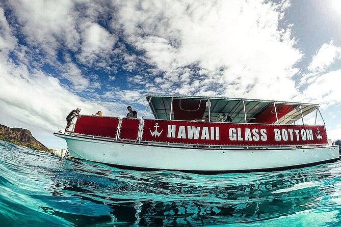 Whale Watch, Dolphins, Turtles and Sightseeing Cruise (Winter Only) - Wildlife Sightings Expectations