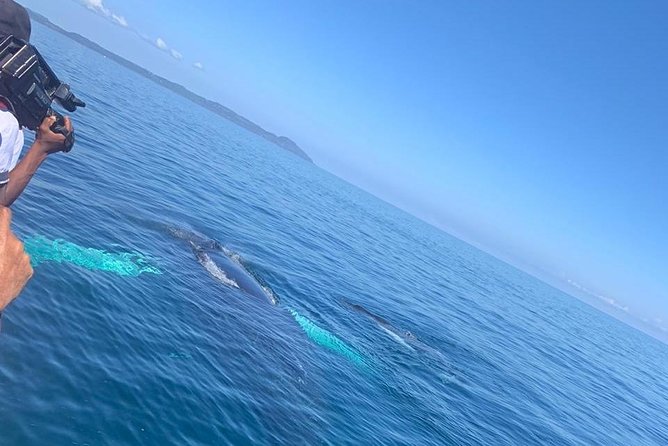 Whale Watch Tour From Santo Domingo With Bacardi Island and Lunch Included - Inclusions