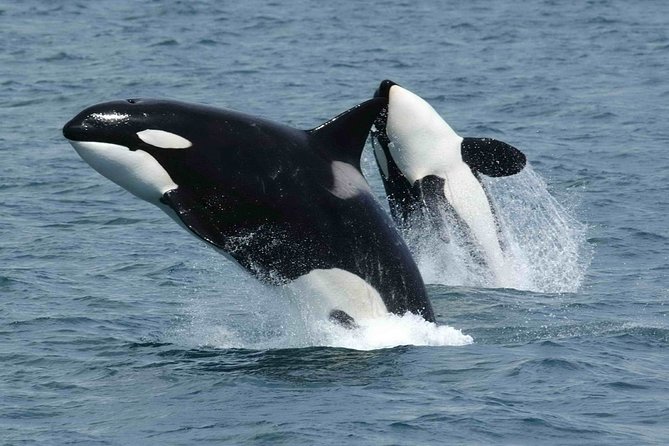 Whale Watching - Accessibility and Participation