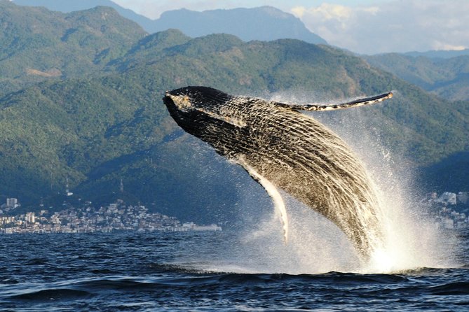 Whale Watching Adventure - Leaded by Marine Biologist. - Safety and Accessibility Information
