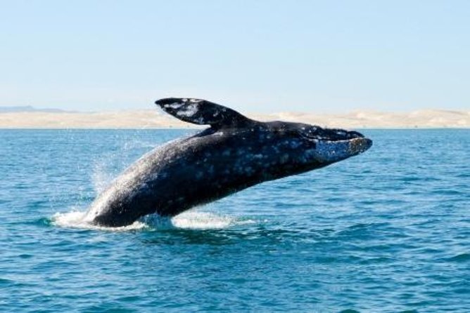 Whale Watching Adventure With Pick up From Los Cabos Hotels - Inclusions for the Adventure