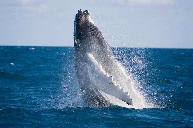Whale-Watching and Orange County Beaches Tour From Anaheim - Itinerary and Activities