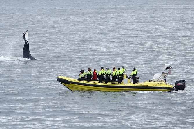 Whale Watching by RIB Speedboat From Downtown Reykjavik - Meeting and Pickup