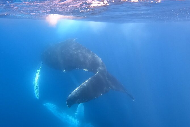 Whale Watching Experience in Cabo San Lucas - Inclusions
