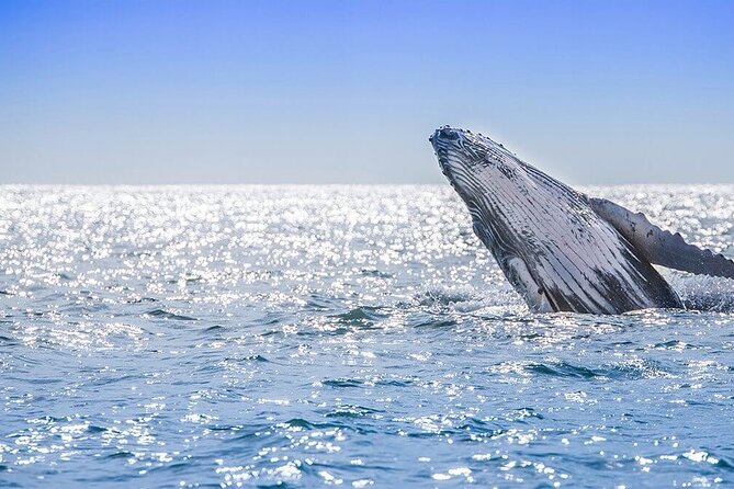 Whale Watching Experience Samana Bay With Lunch From Boca Chica - Key Highlights of the Experience