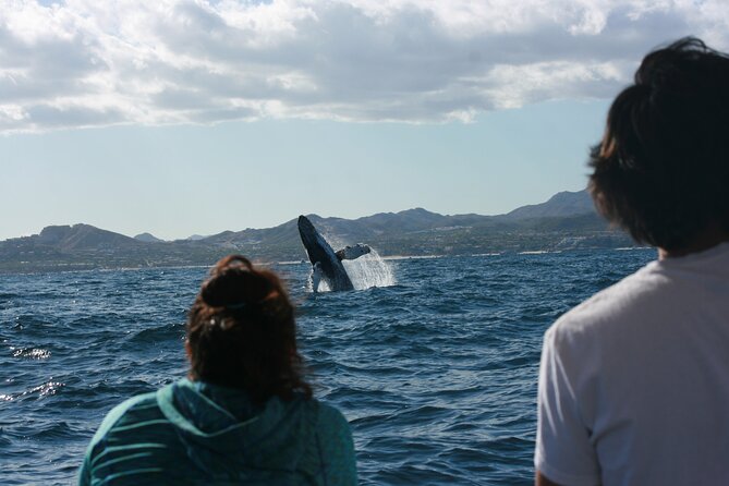 Whale Watching Group Tour in San Jose Del Cabo - Transportation and Accessibility