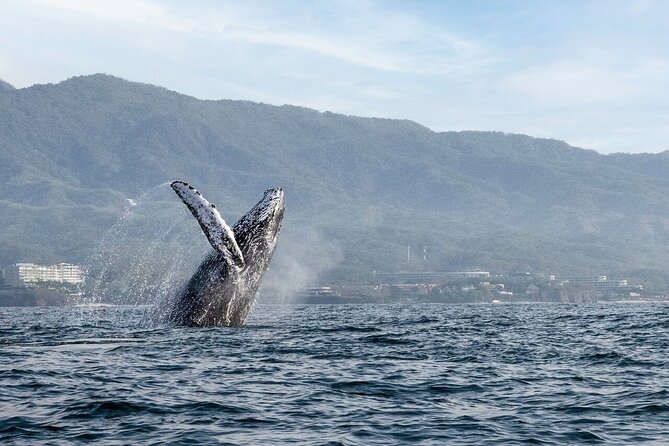 Whale Watching Guaranteed Experience in Puerto Vallarta - Tour Details and Inclusions
