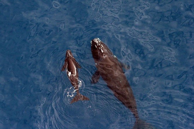 Whale Watching Hermanus - Boat Base - Whale Watching Experience