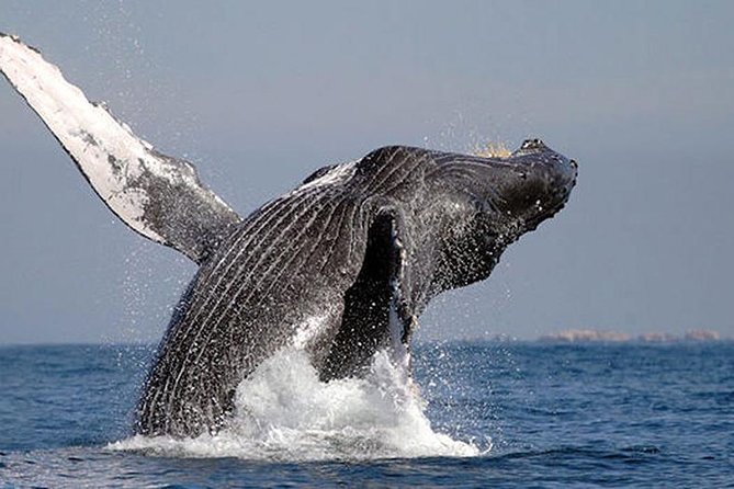 Whale Watching in Cabo San Lucas: Sightseeing Cruise and Shopping - Pickup and Meeting Information