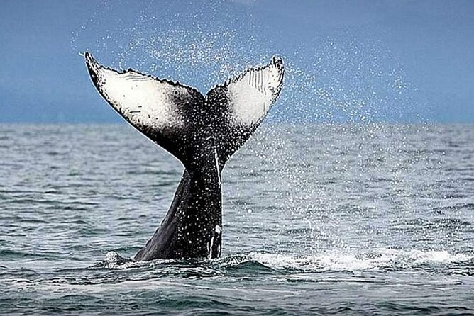 Whale Watching & Snorkeling Private Yacht Tour Cabo With Food & Drinks - Included Amenities