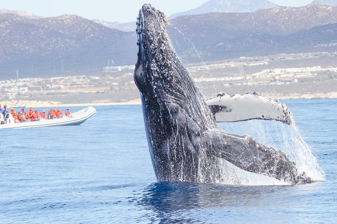 Whale Watching, The Famous Arch and Fast Boat Tour in Los Cabos - Transportation and Fees