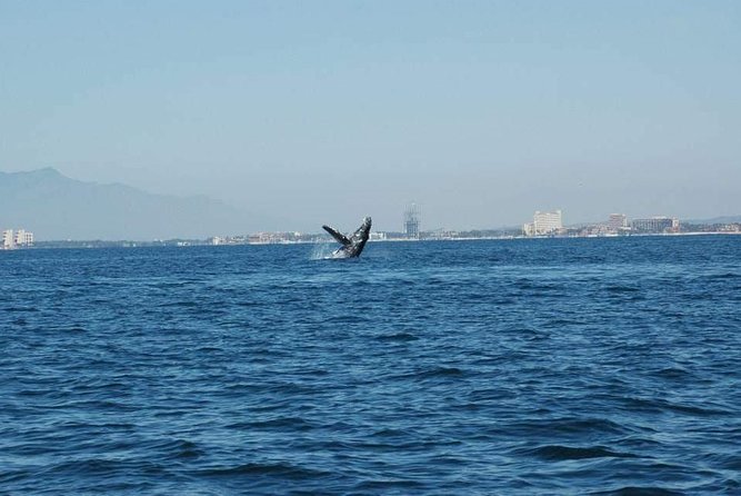 Whale Watching Tour - Inclusions