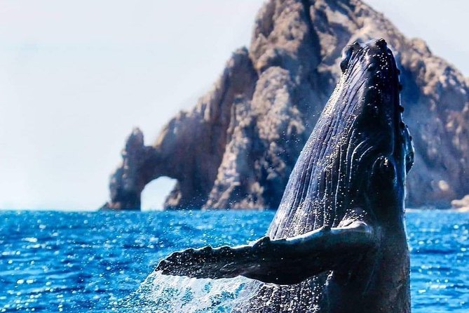 Whale Watching Tour in Los Cabos - Wildlife Experience