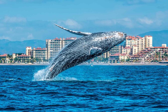 Whale Watching Tour in Samana Bay From Las Terrenas - Expectations vs. Reality