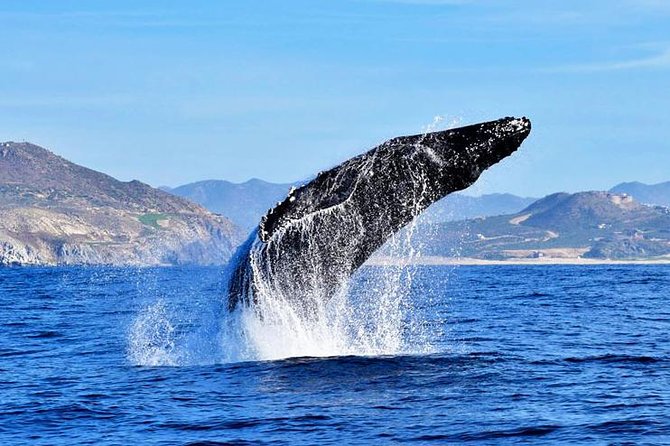 Whale Watching Tour With Free Photos and Guaranteed Sightings - Whale Species Observed