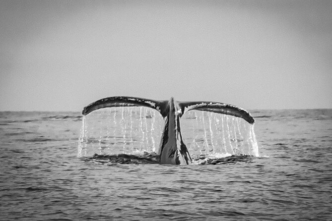 Whale Watching With Hydrophone in Cabo San Lucas - Accessibility