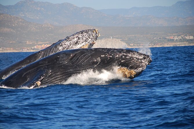 Whale Watching With Lunch and Transportation Included - Inclusions
